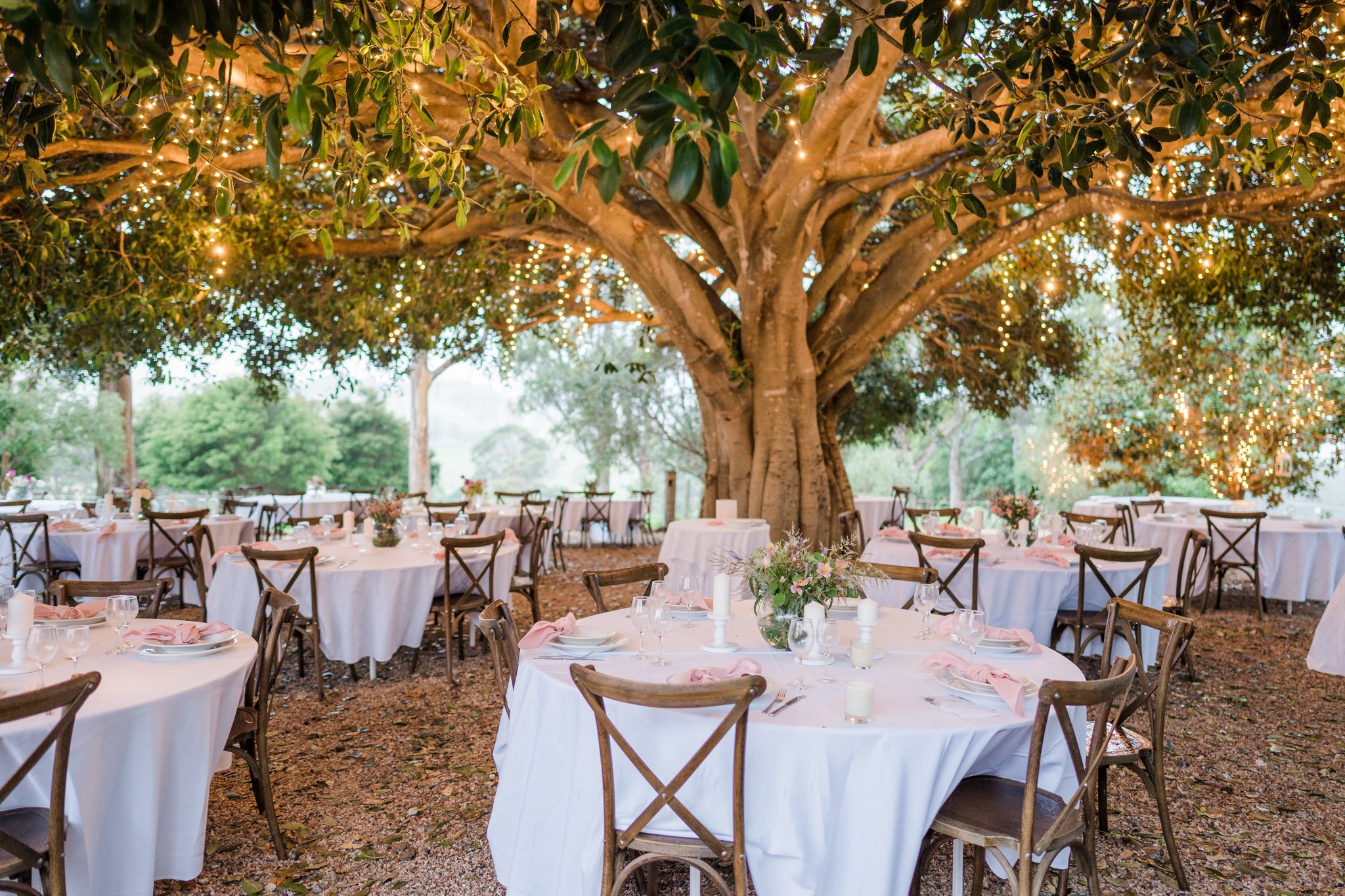 Fig Tree Park Weddings-2389250