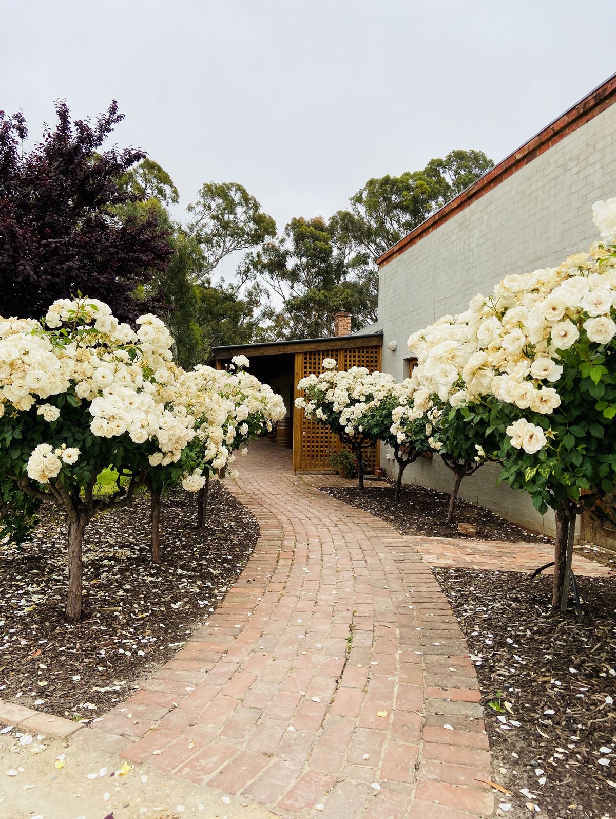 Pirathon Cellar Door-2446845