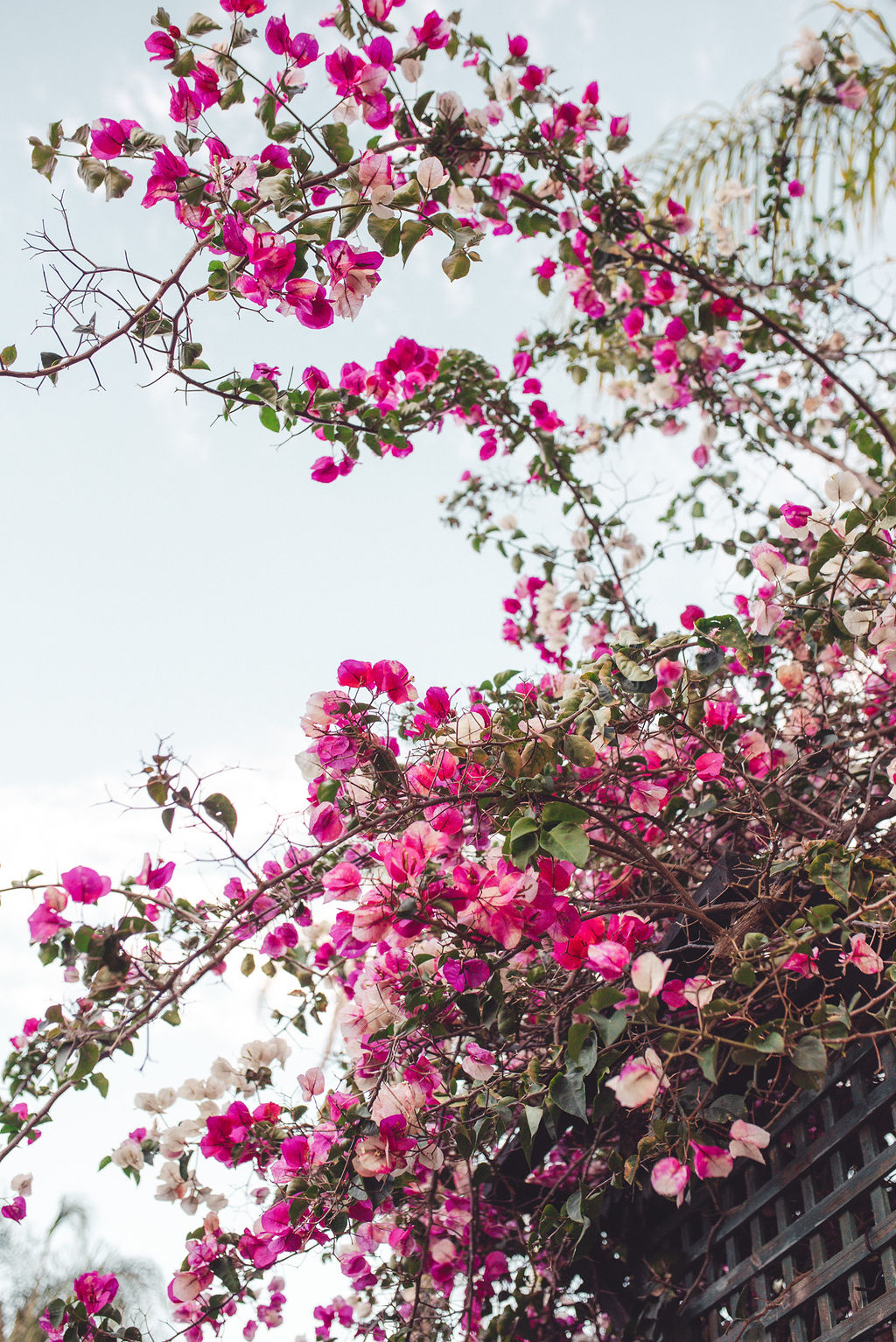 The Swan Valley Hotel-2415082