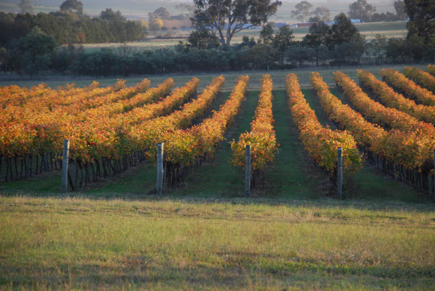 Olleyville at Shaw Vineyard-2271708