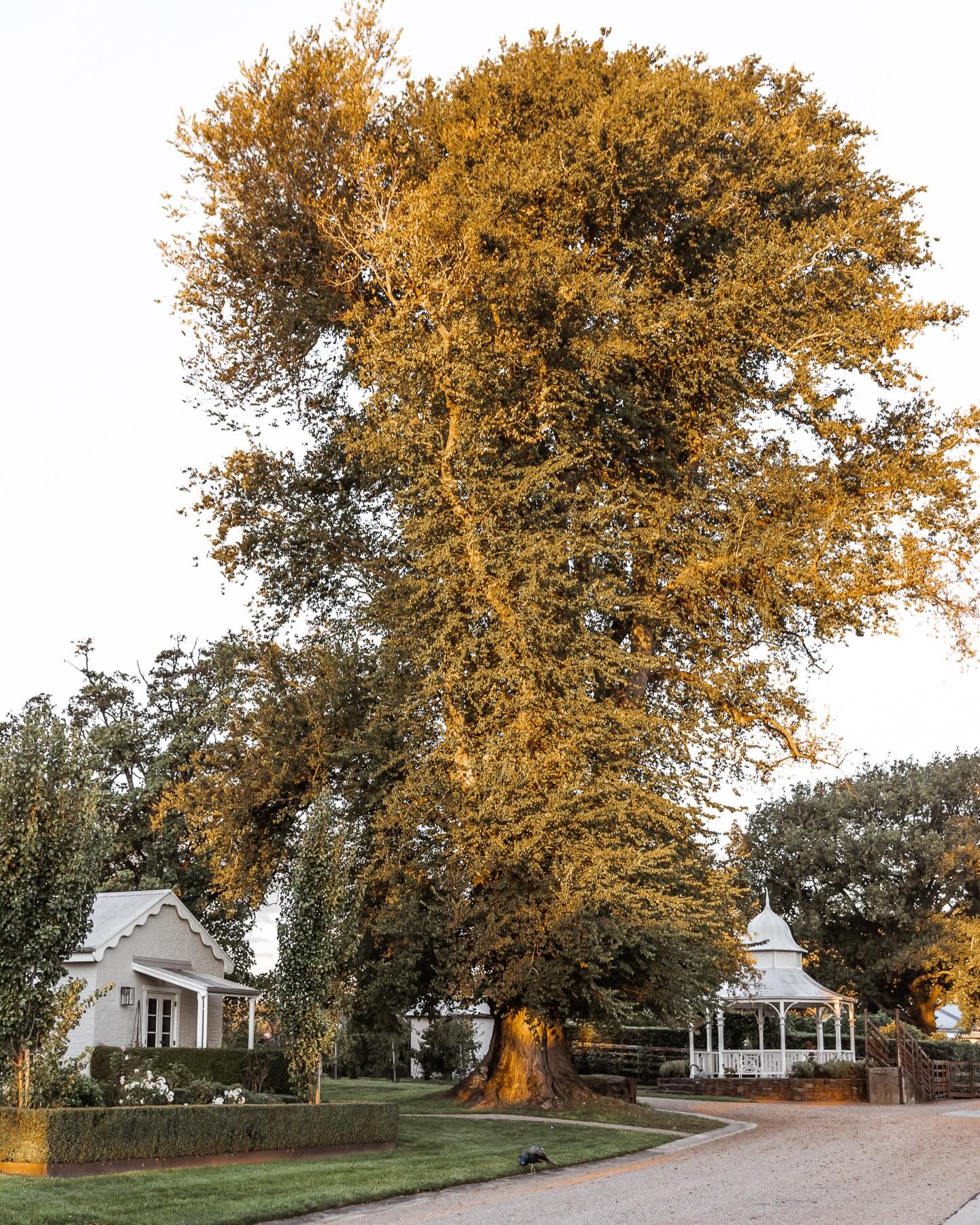 Calstock Estate 1831-2501219