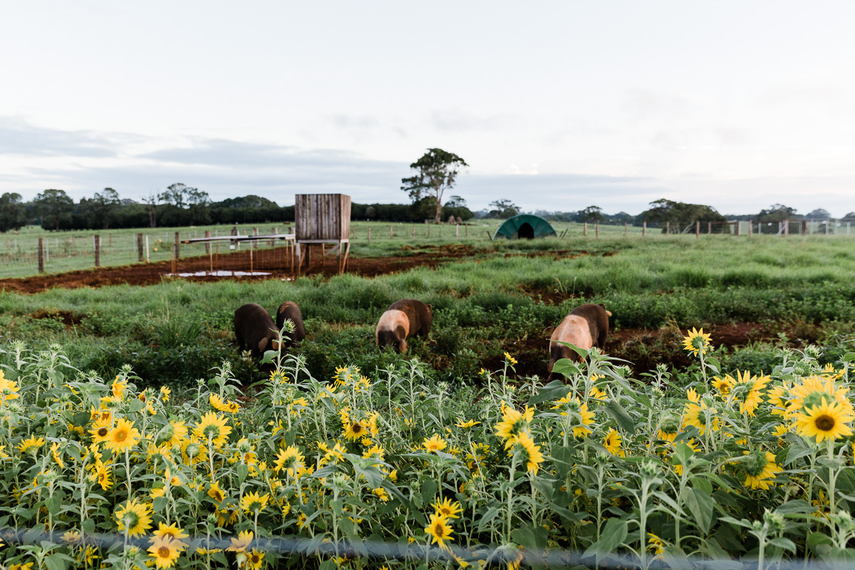 Three Blue Ducks Byron Bay-2463954