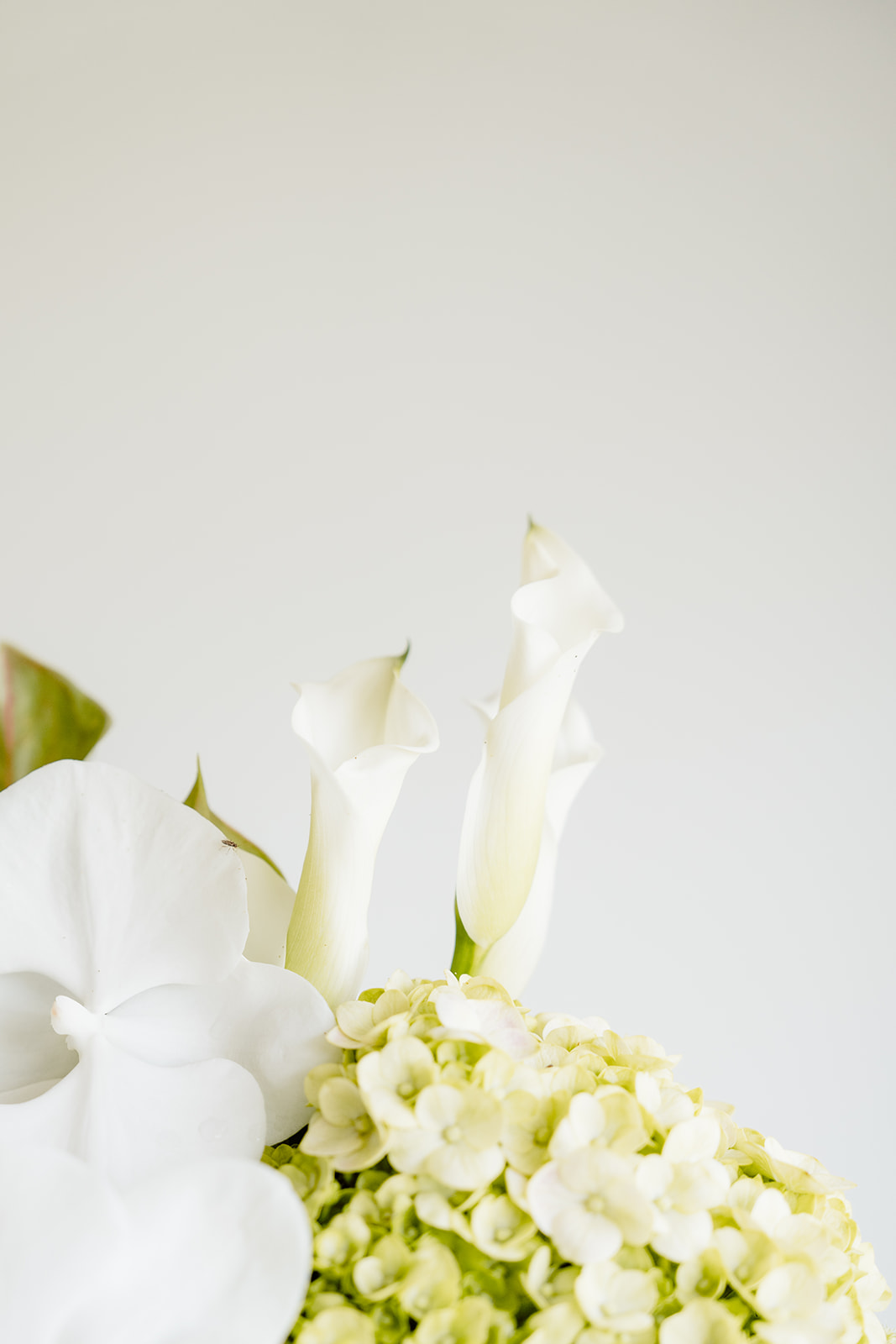 Lancemore Milawa-2450009