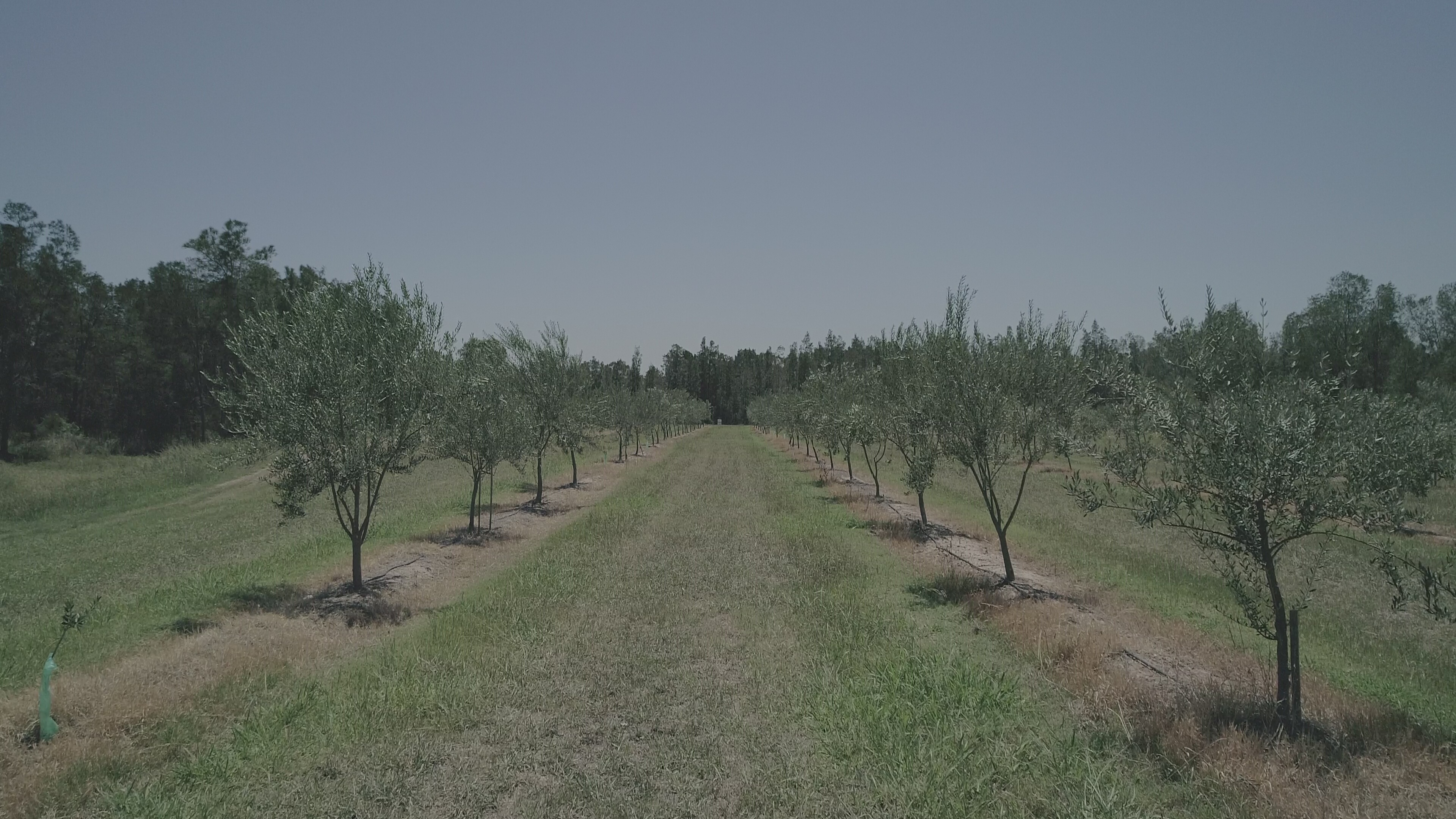 Hunter’s Dream Estate-2492808