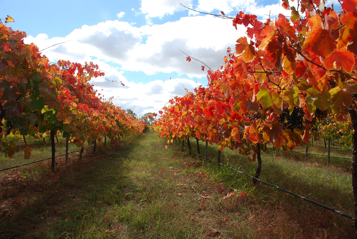 Olleyville at Shaw Vineyard-2271702