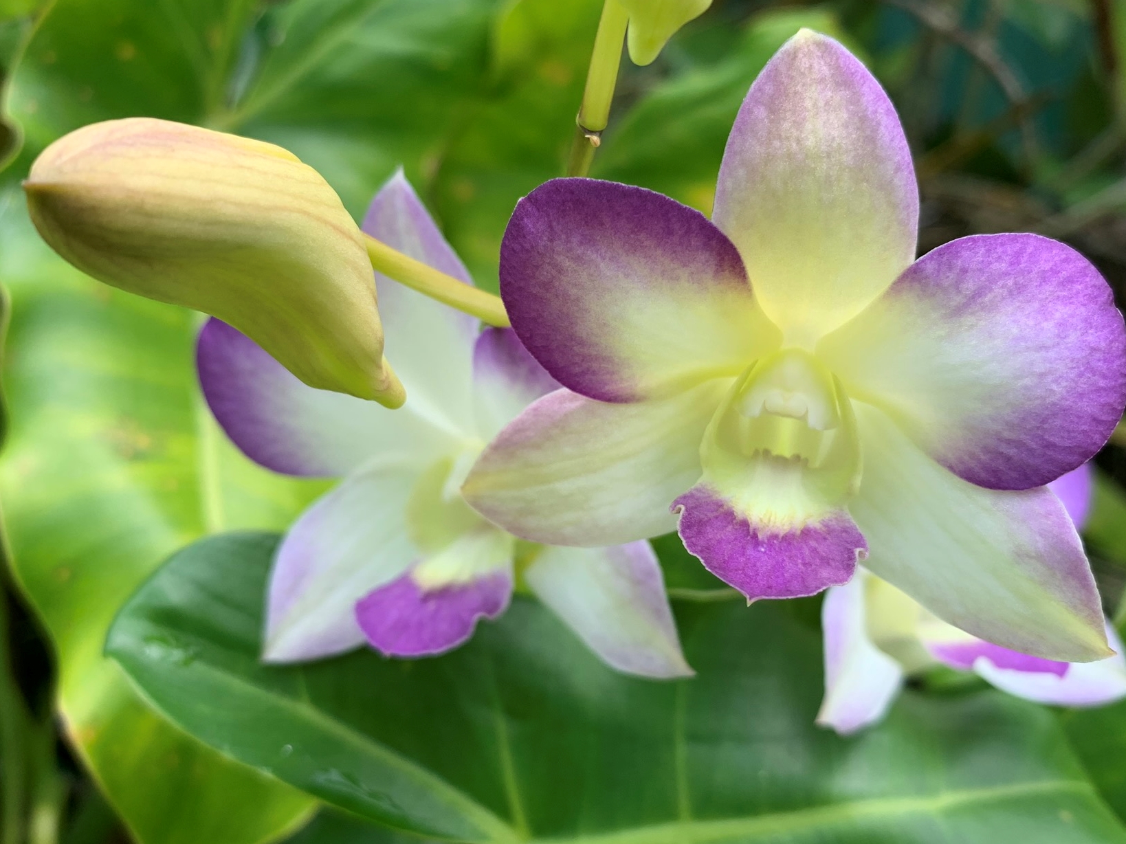 Mulgrave Gardens-2053613