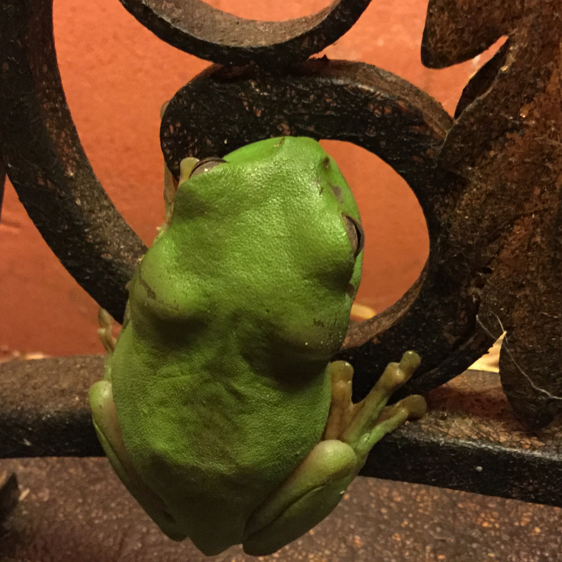 Cedar Park Rainforest Resort-1386246