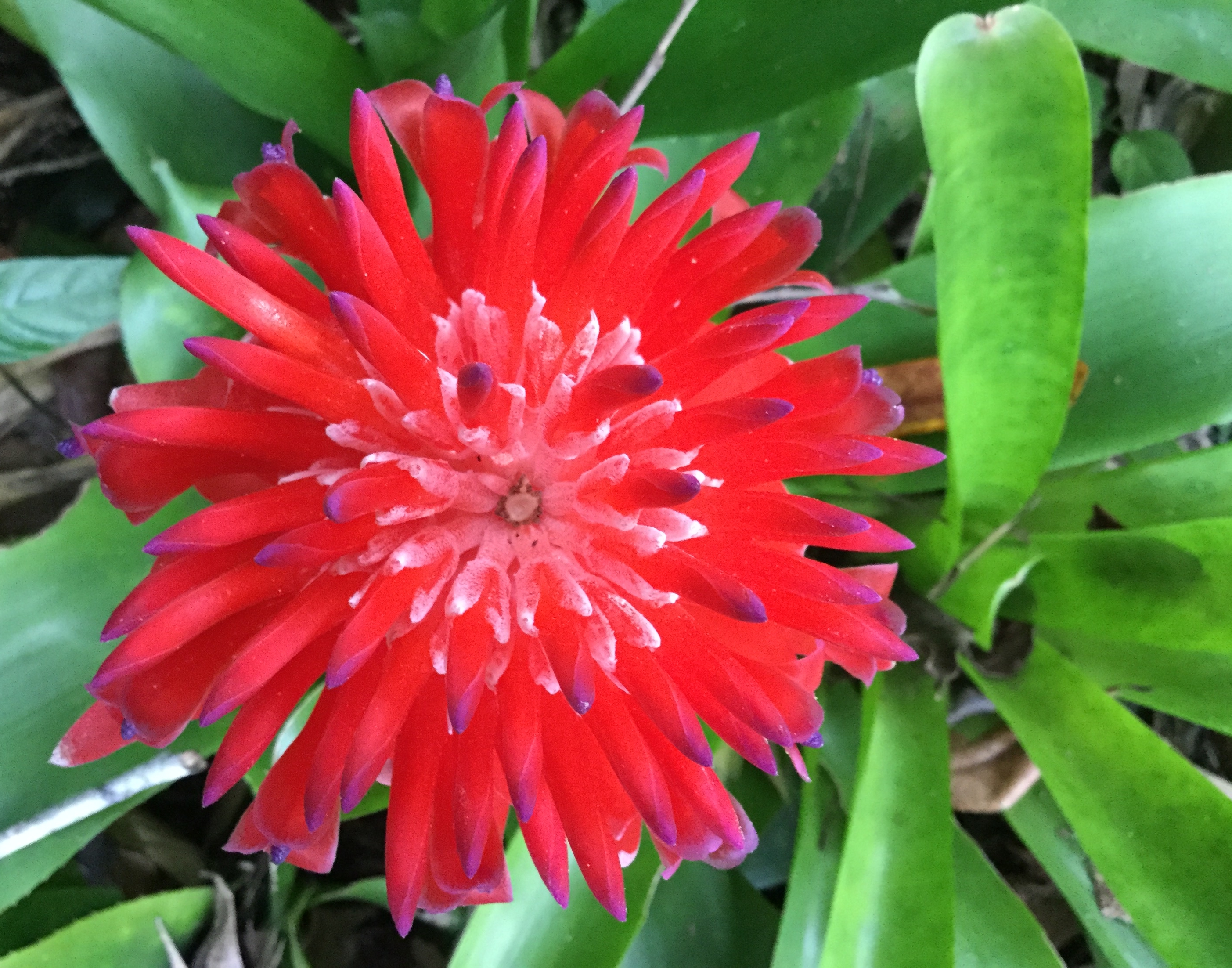 Cedar Park Rainforest Resort-1386247