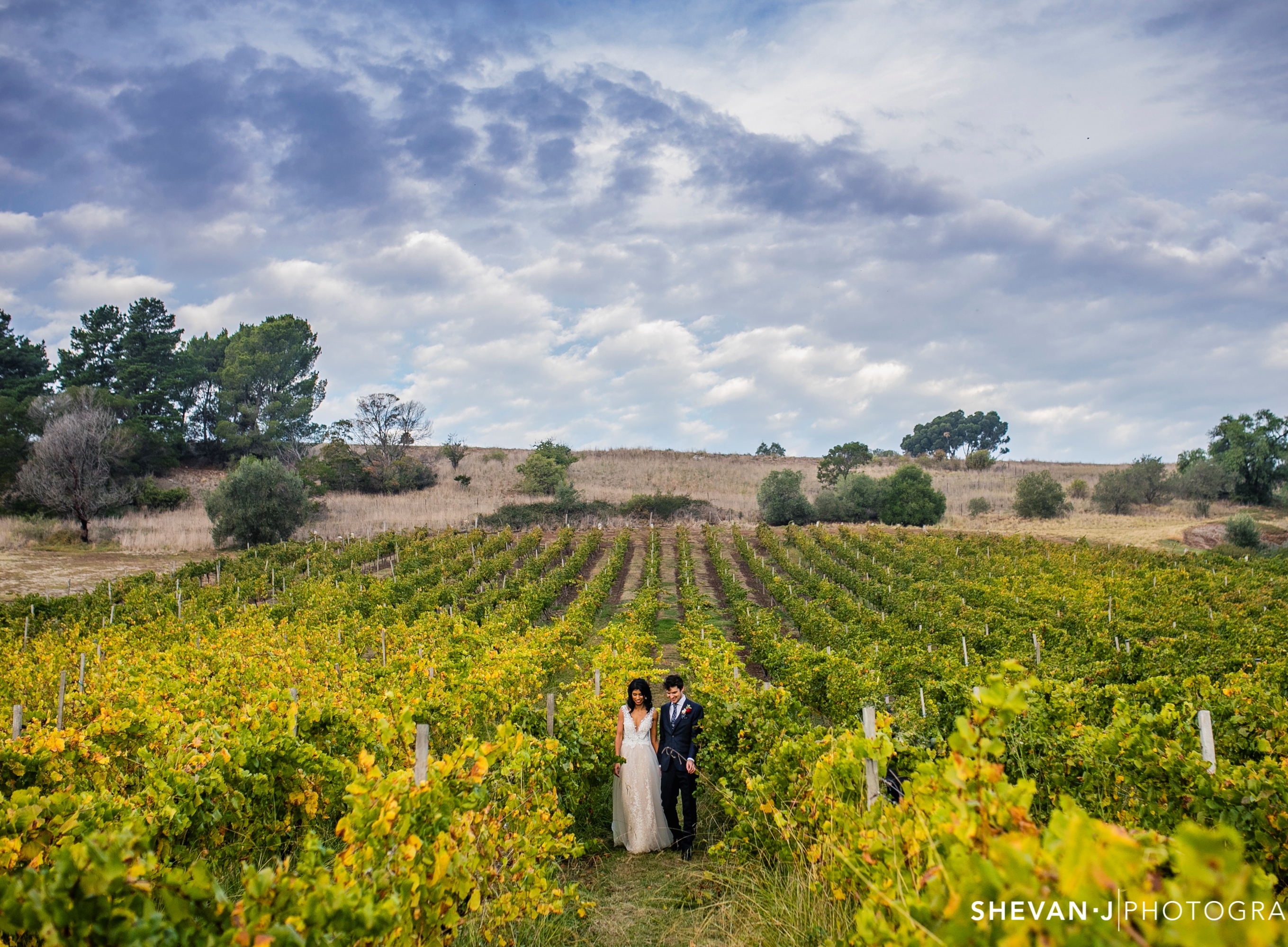 Goona Warra Vineyard-1982312