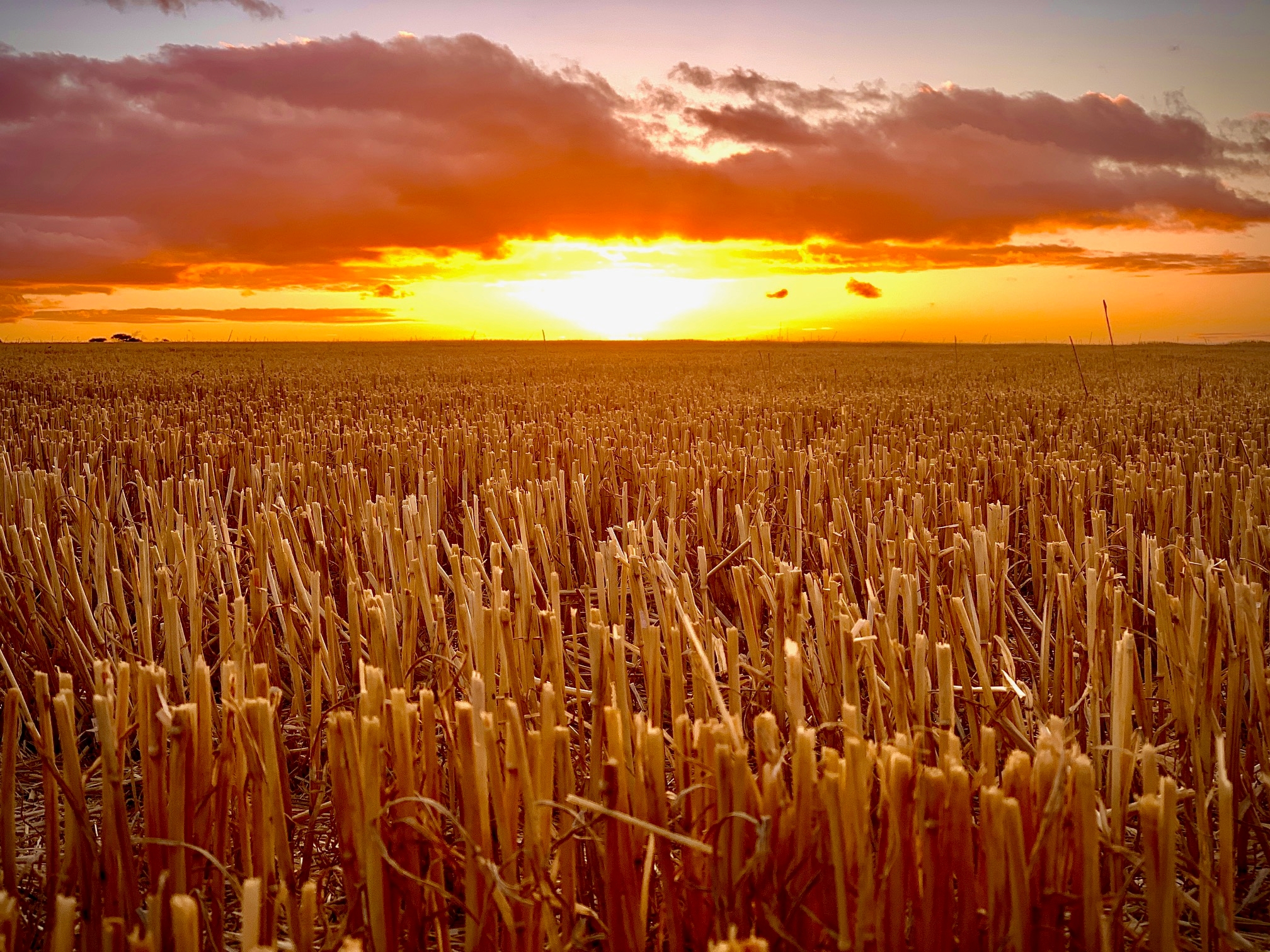 Redwing Farm-2024652