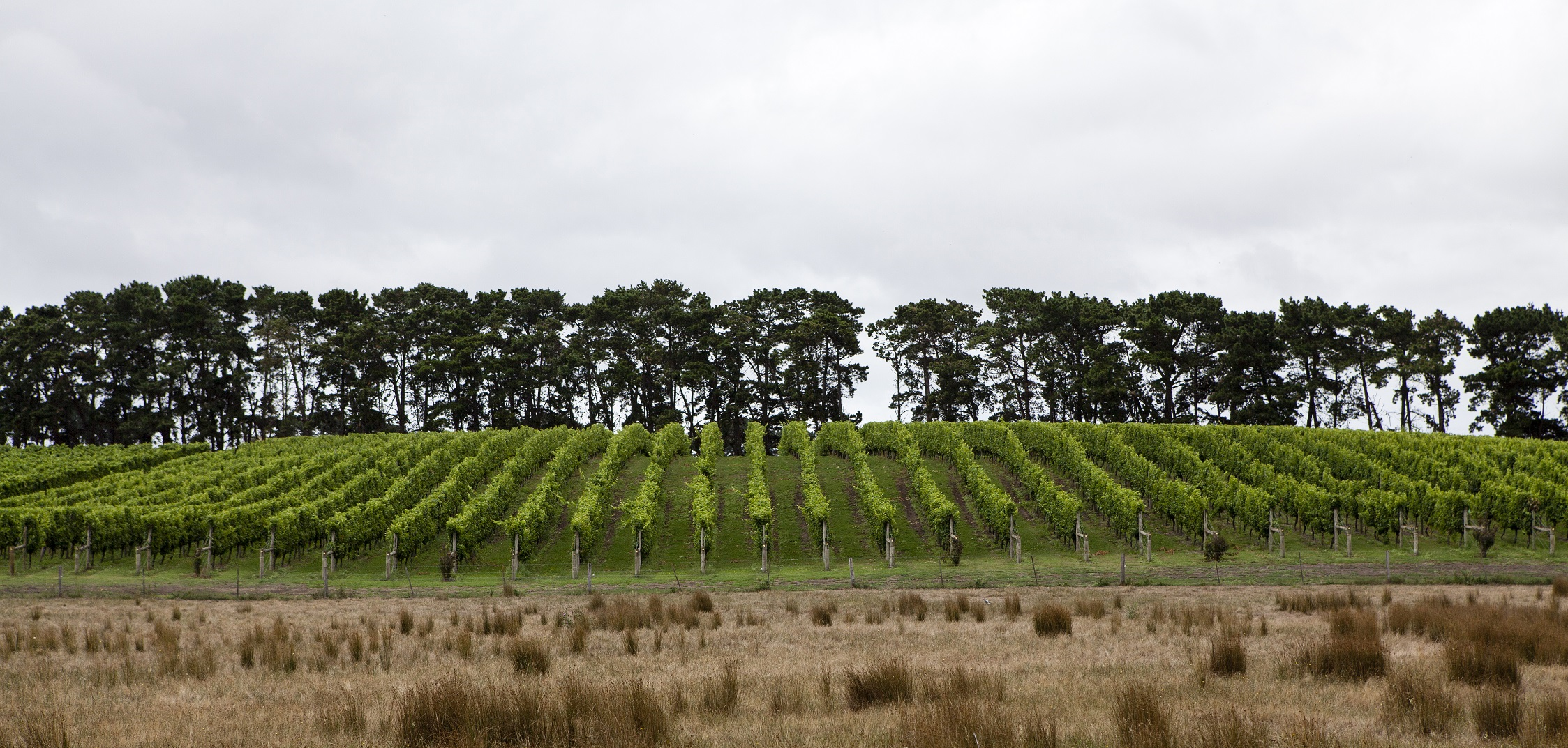 Leura Park Estate-862918