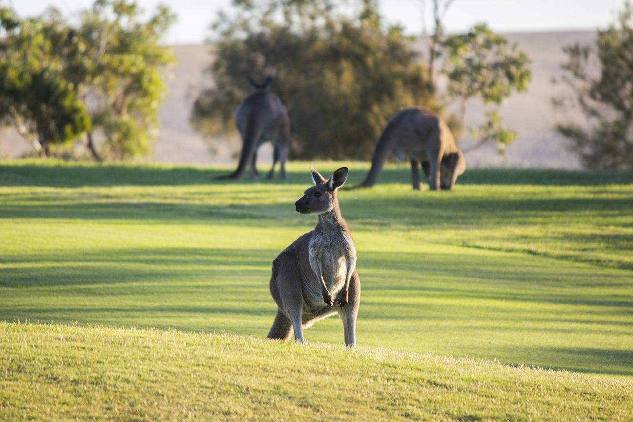Wirrina Cove Resort-1210970