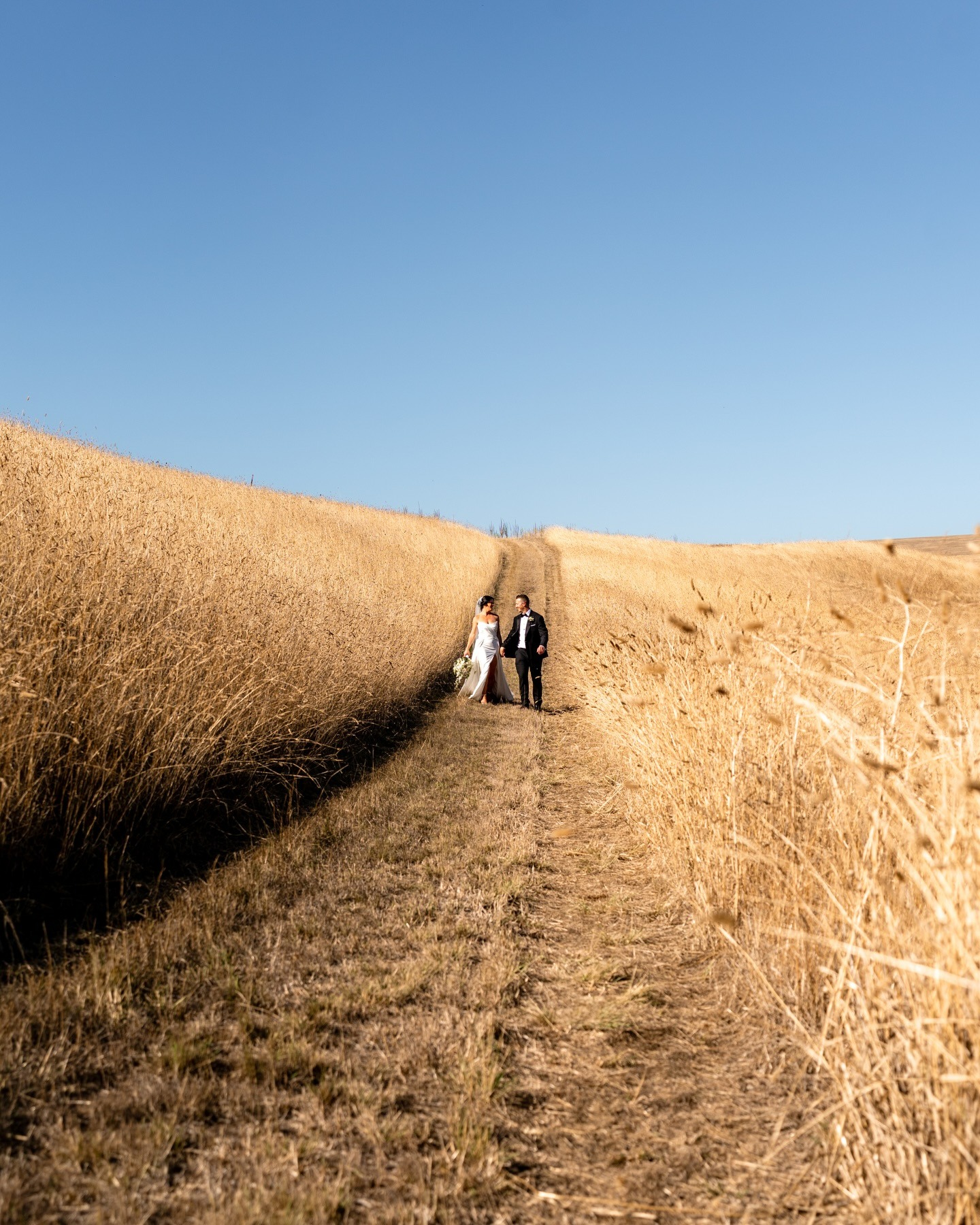 Clyde Park Vineyard-2518190