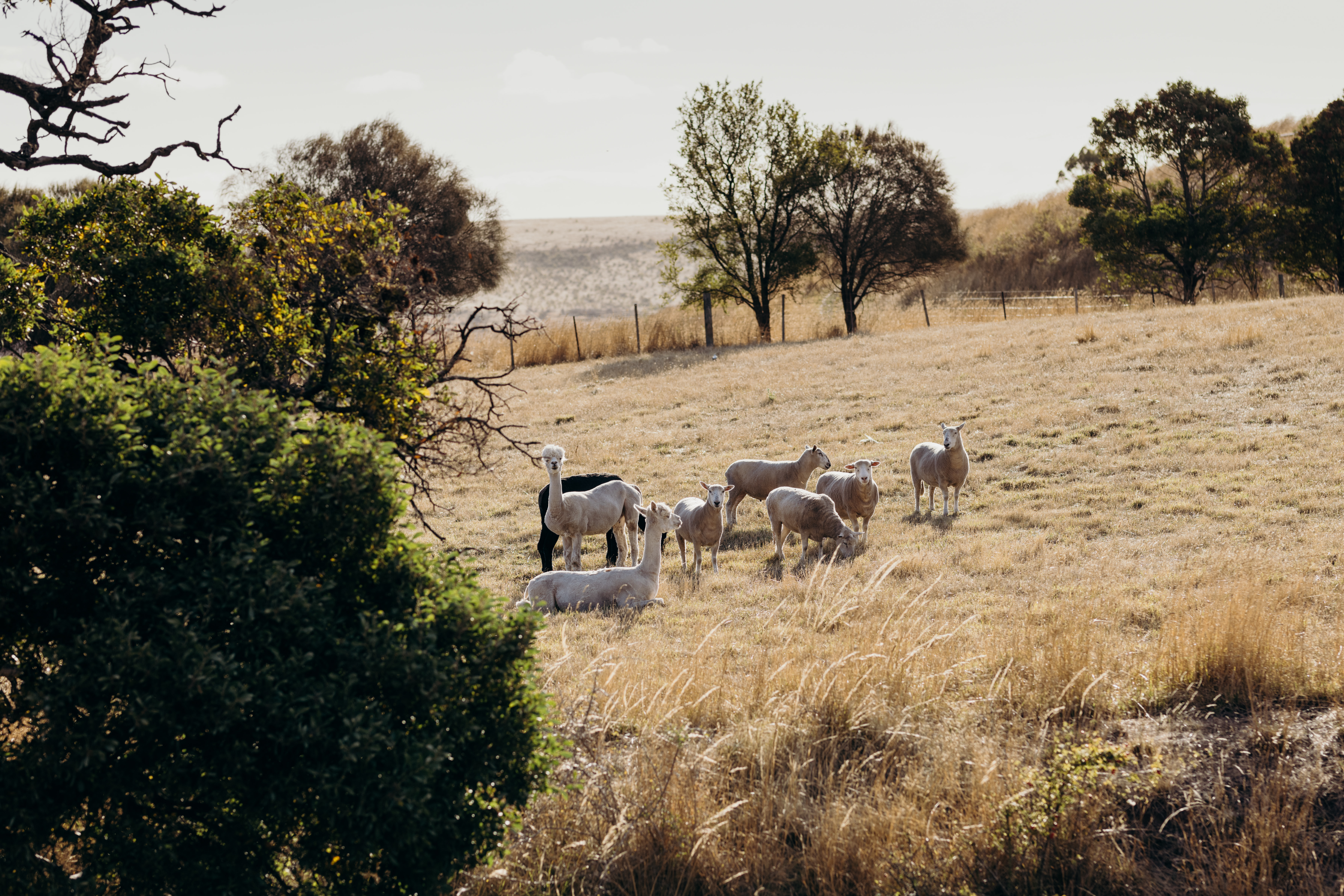 Iron Creek Bay Estate-2363646