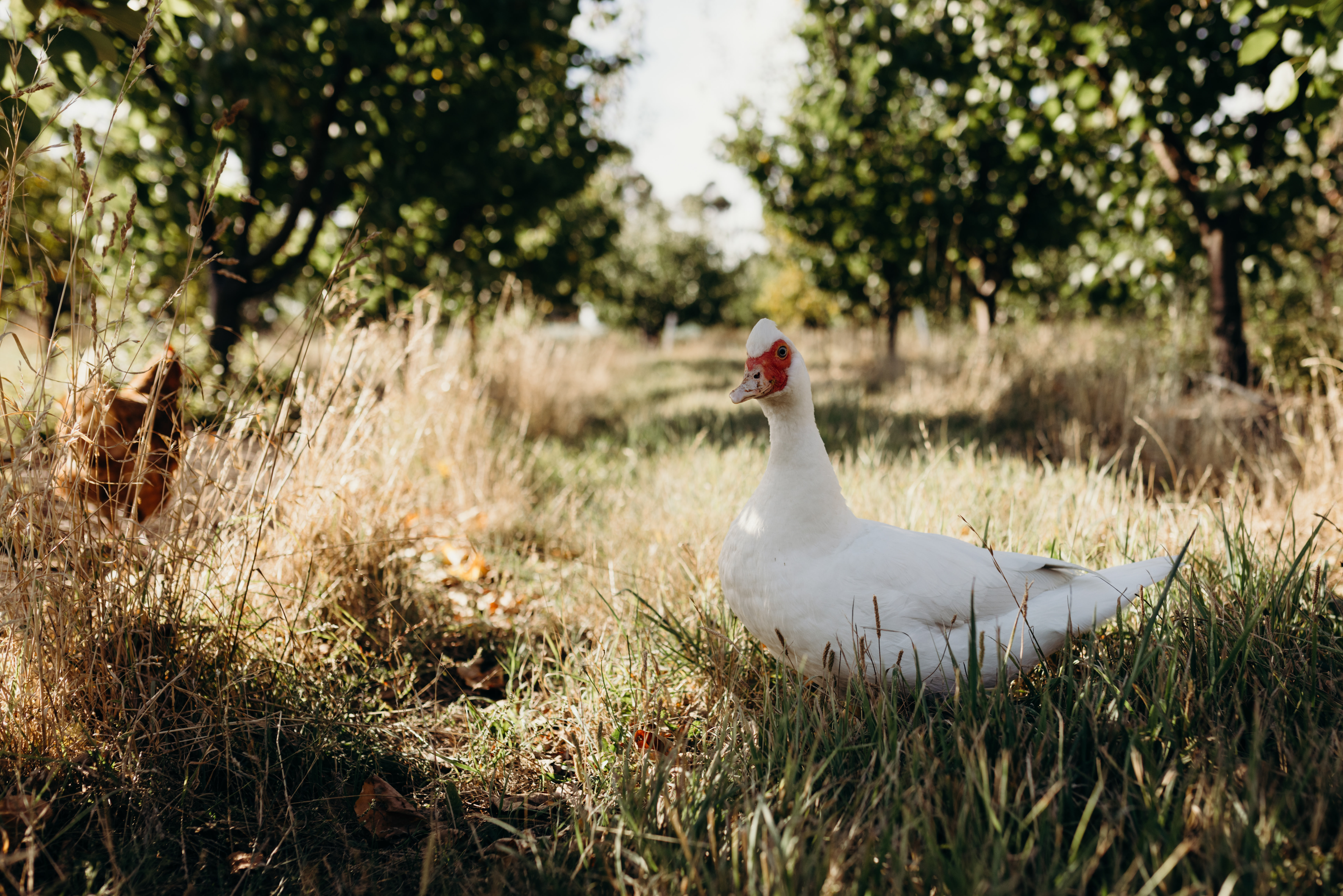 Iron Creek Bay Estate-2363645