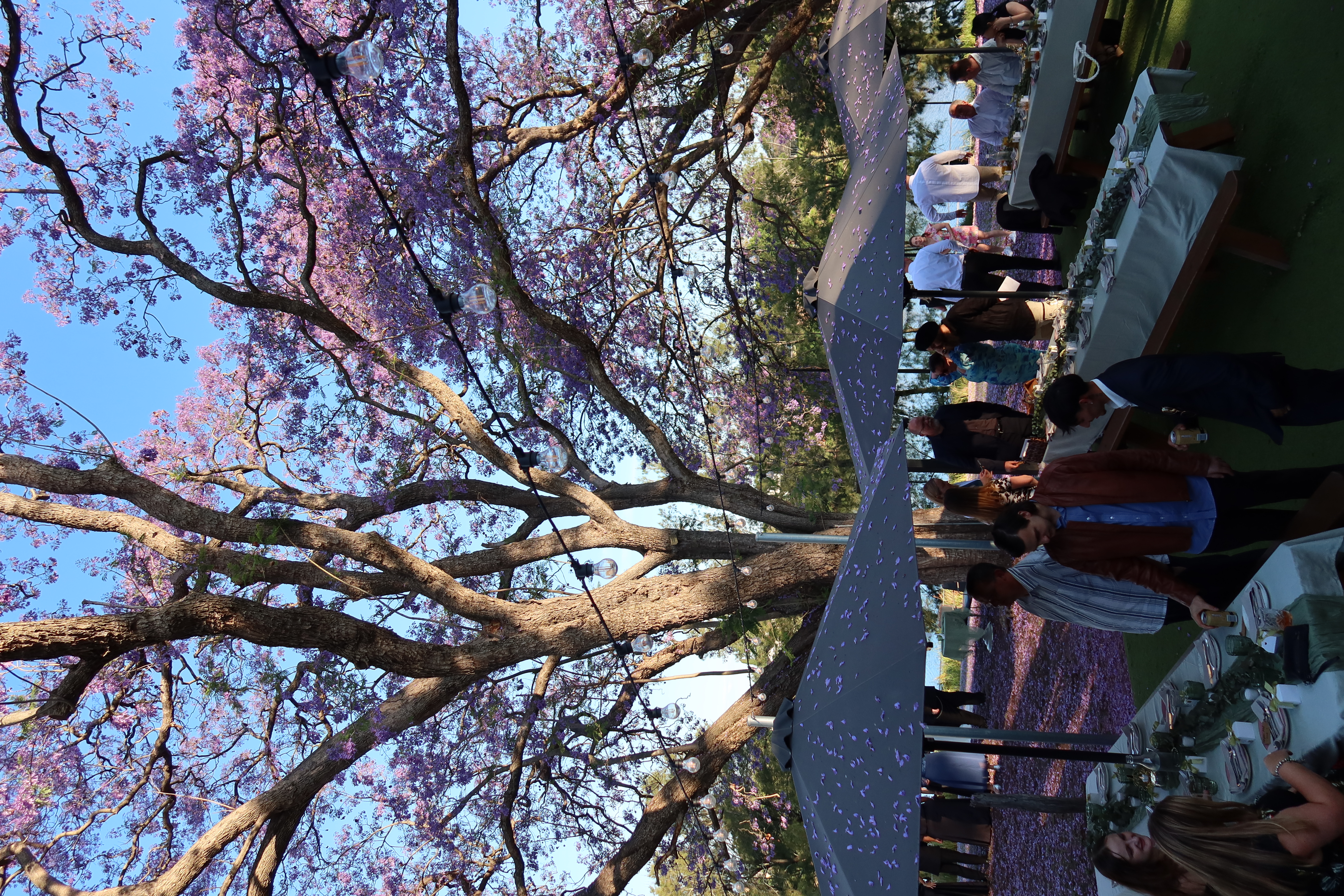 Laughin' Boy, Nepean River-2479802