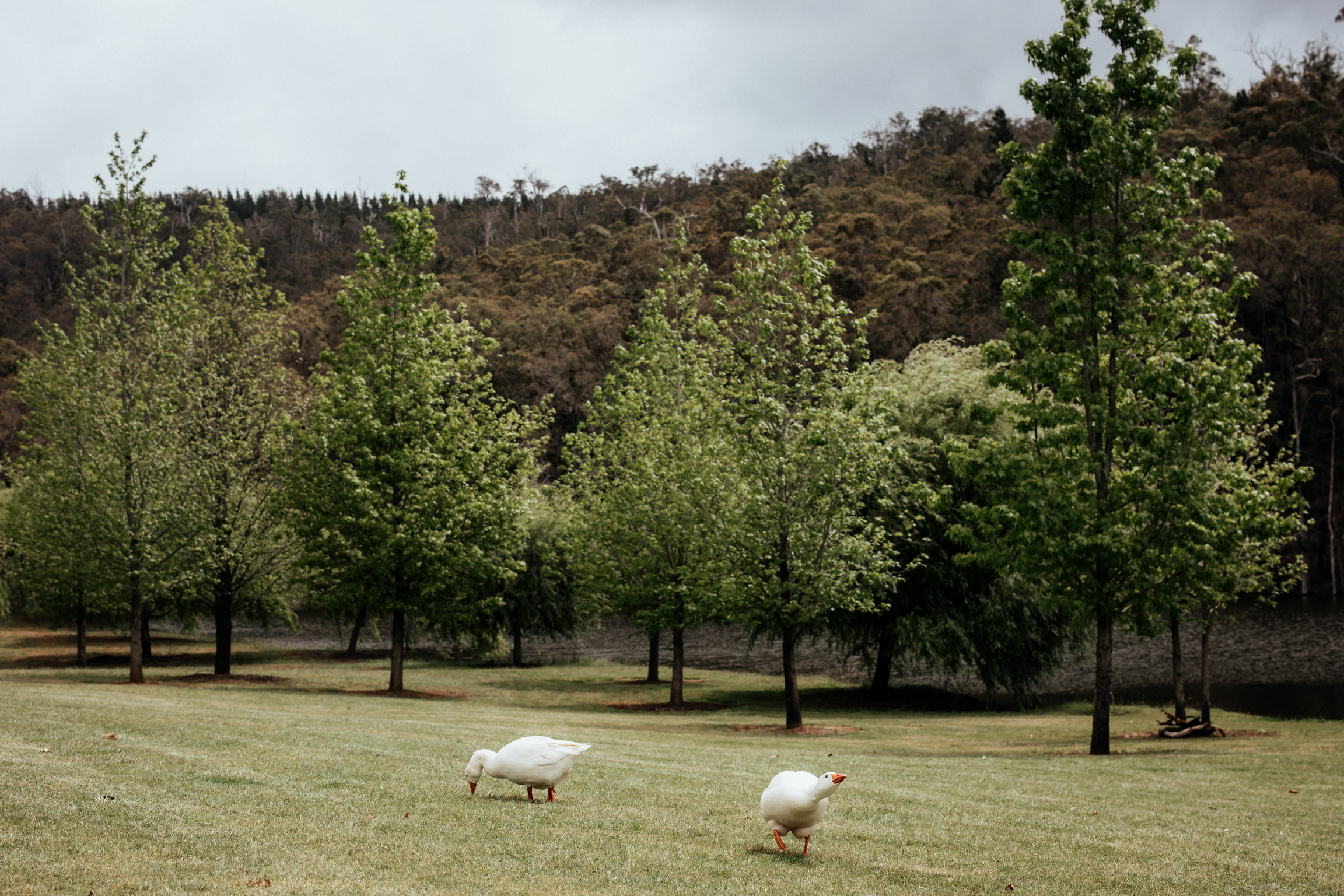 Linga Longa Estate-2438928