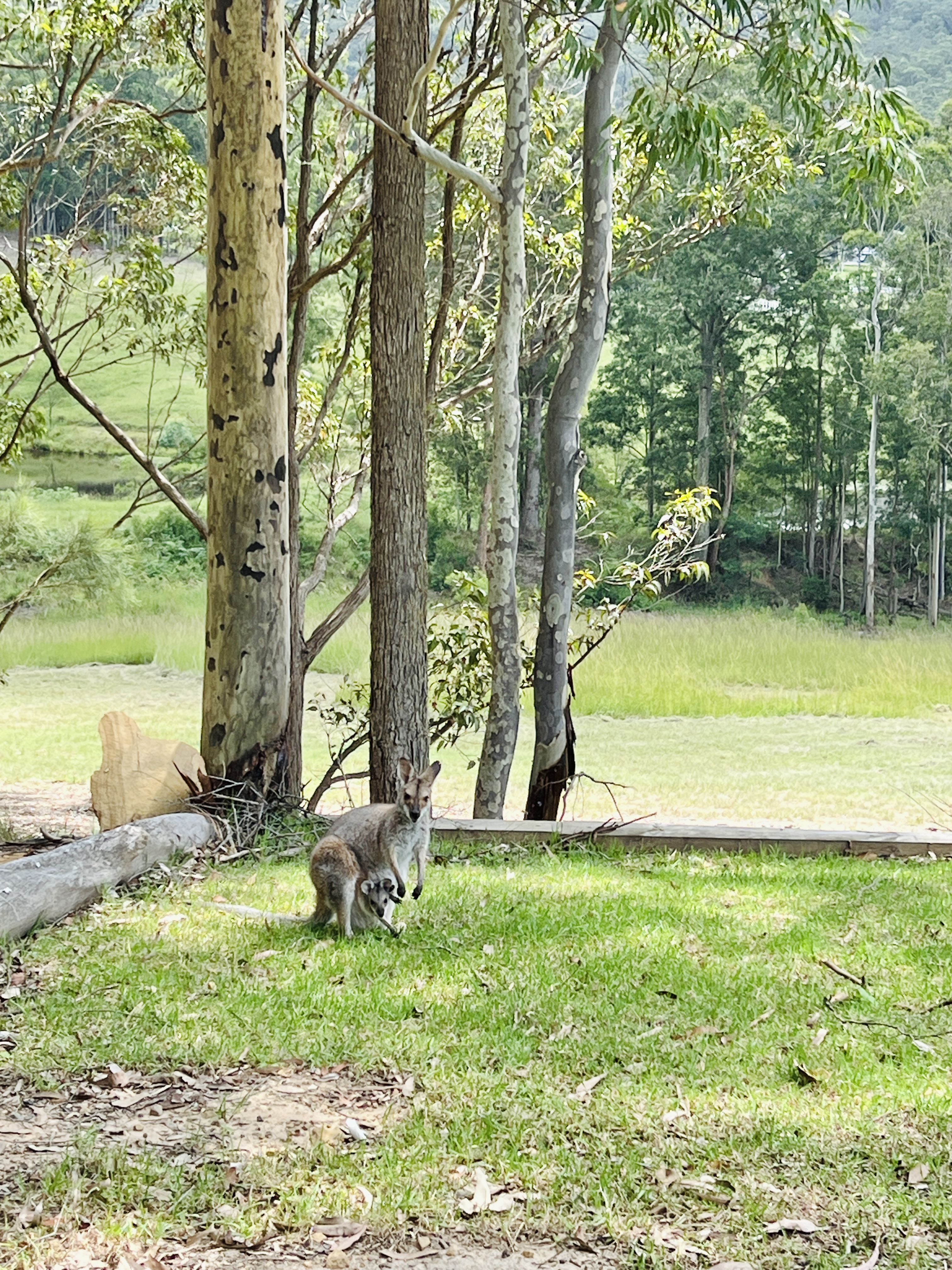 Mandalong Country Estate-2463328