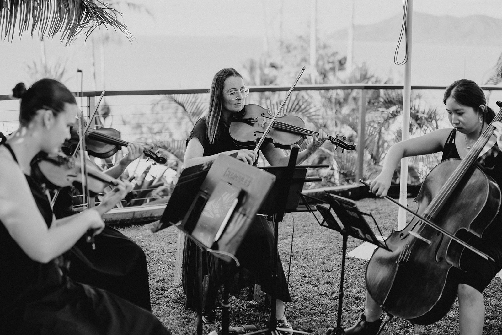 Melaleuca Strings