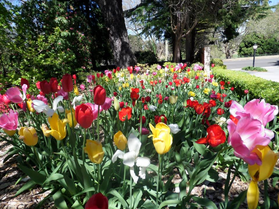 Nesuto Leura Gardens-2087300