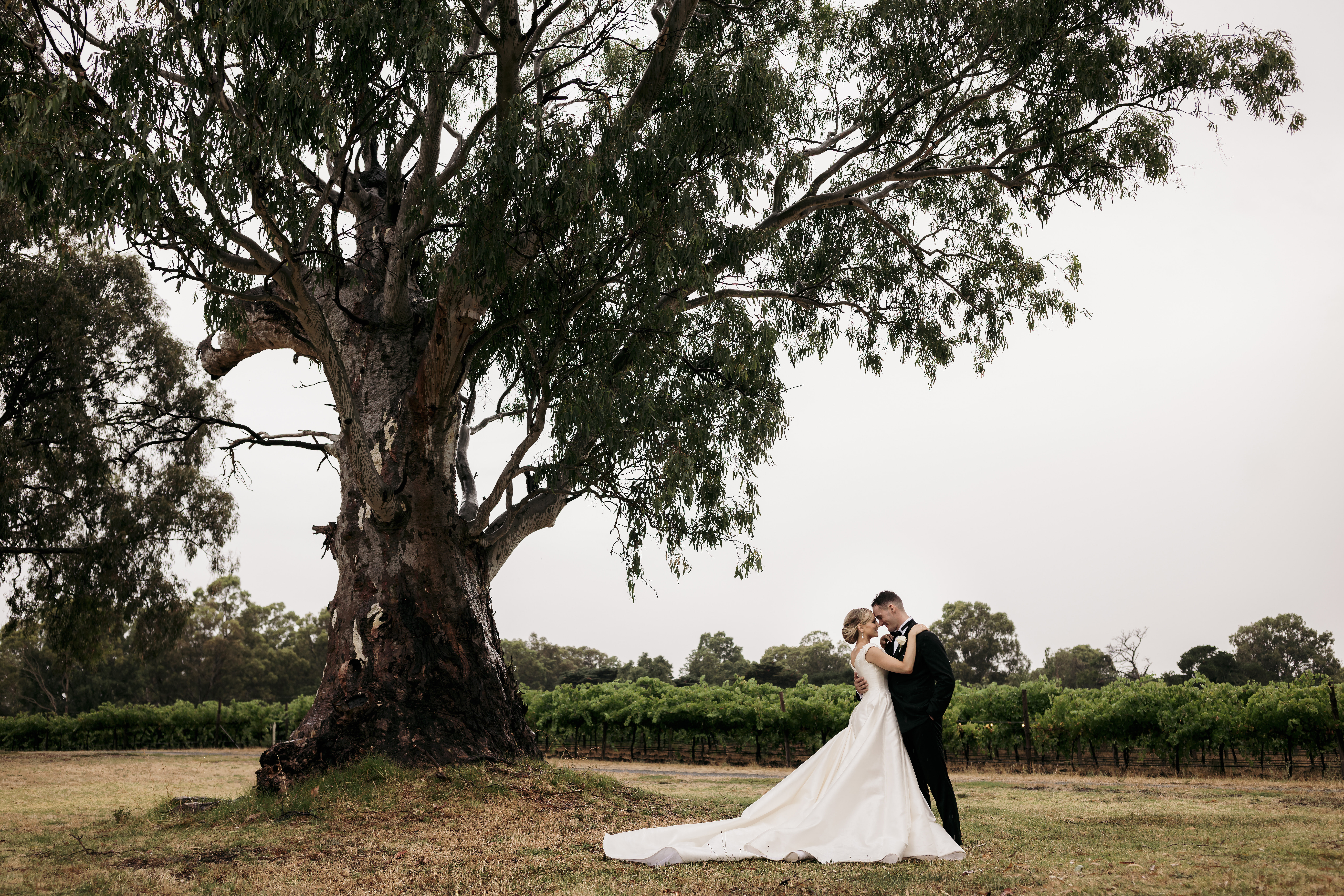 Serafino McLaren Vale-2176228