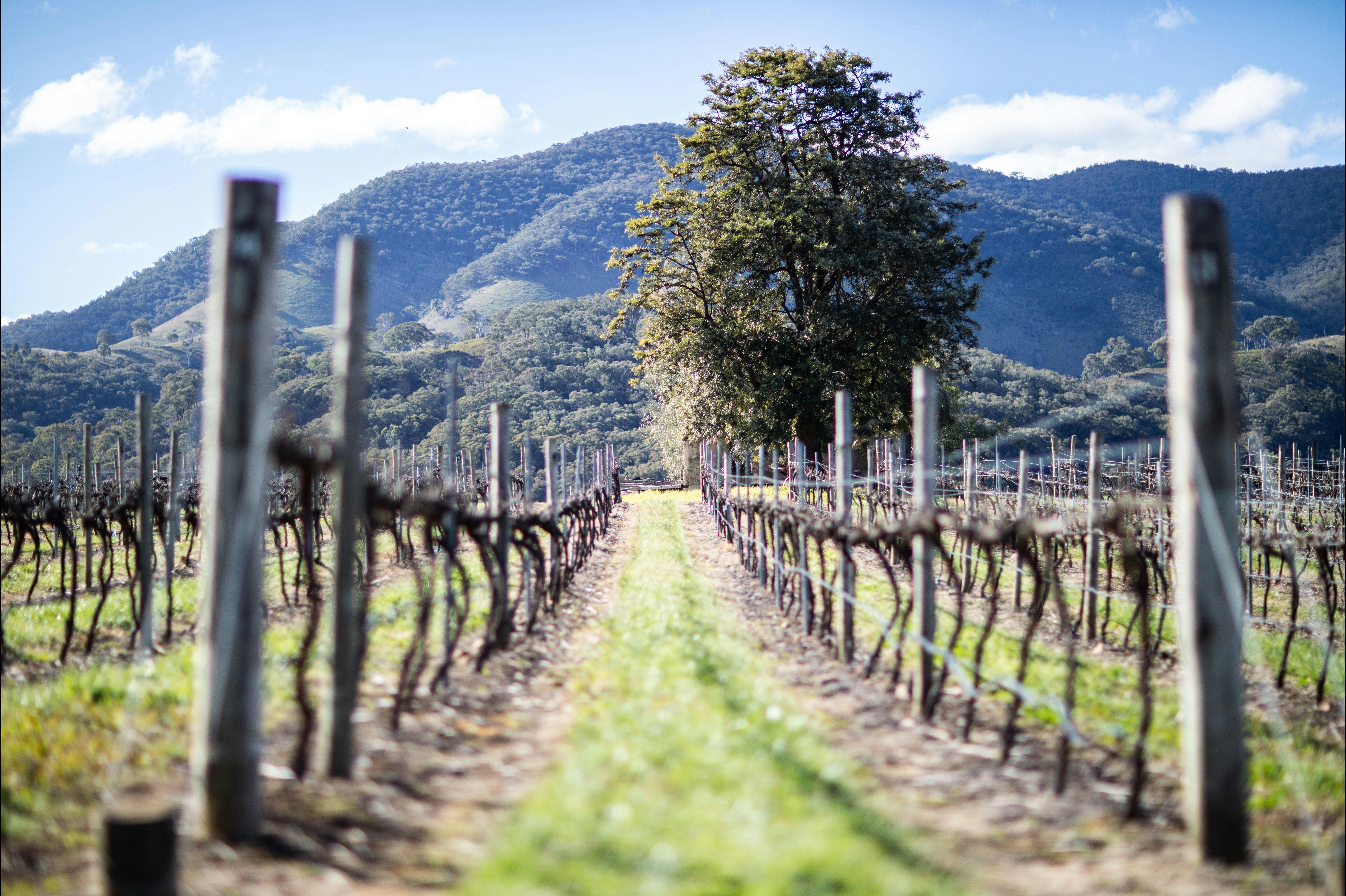 Skimstone Wine & Accommodation-2479083