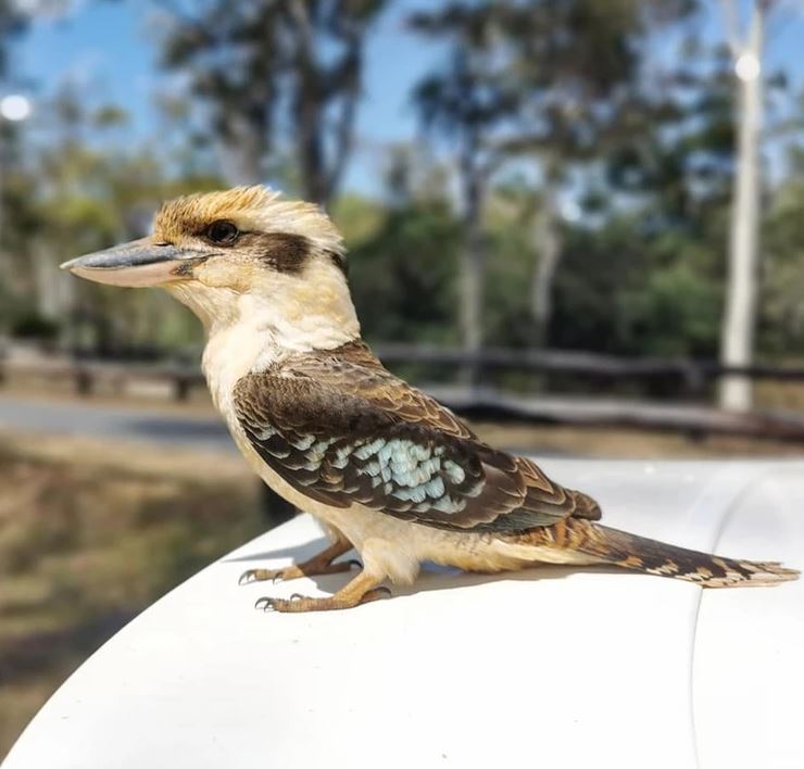 The Billabong Kuranda-2098791