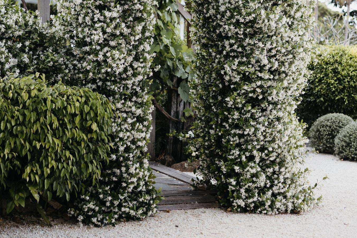 The Fig Tree Byron Bay-2353364