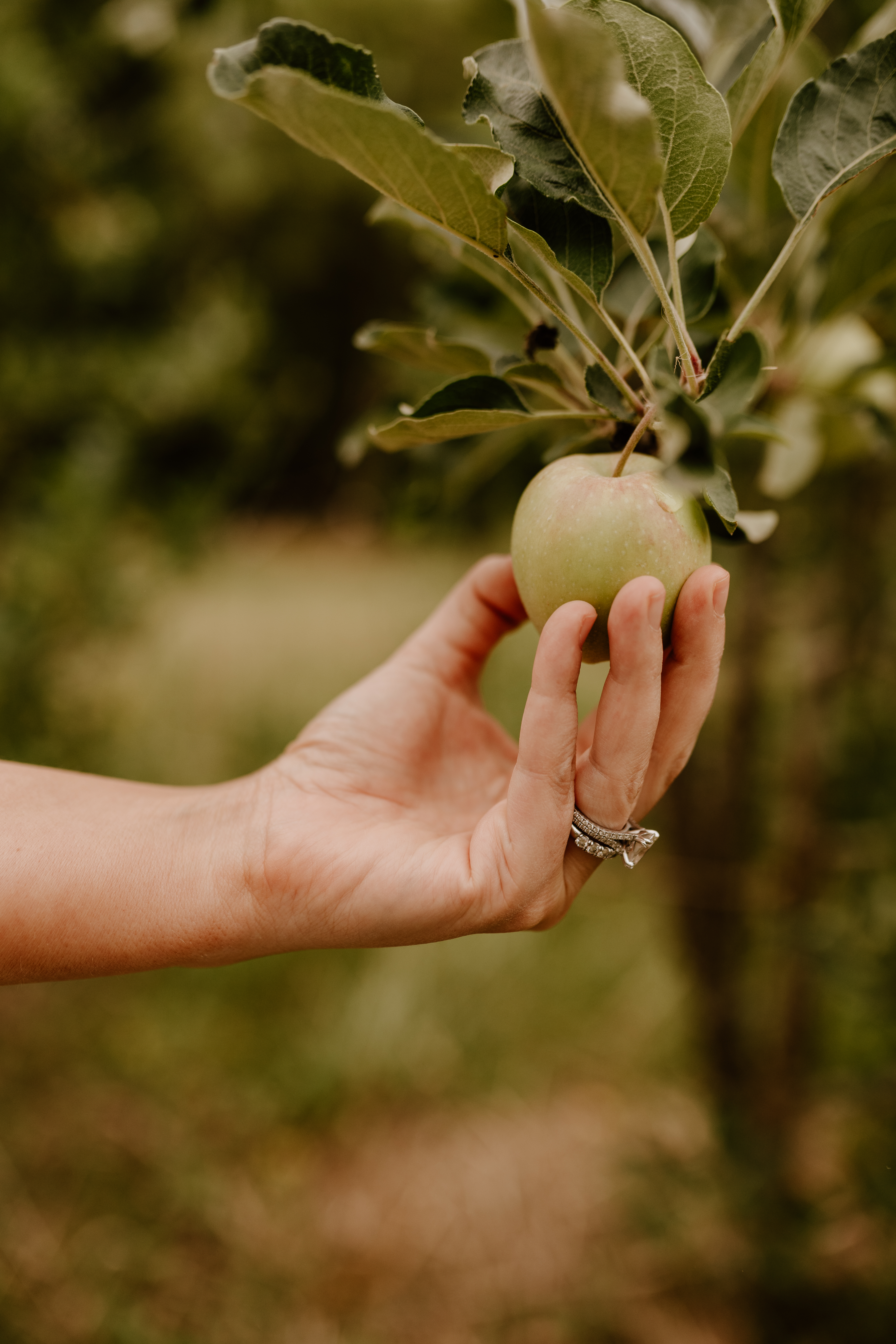 The Greenhouse Pavilion-2484650