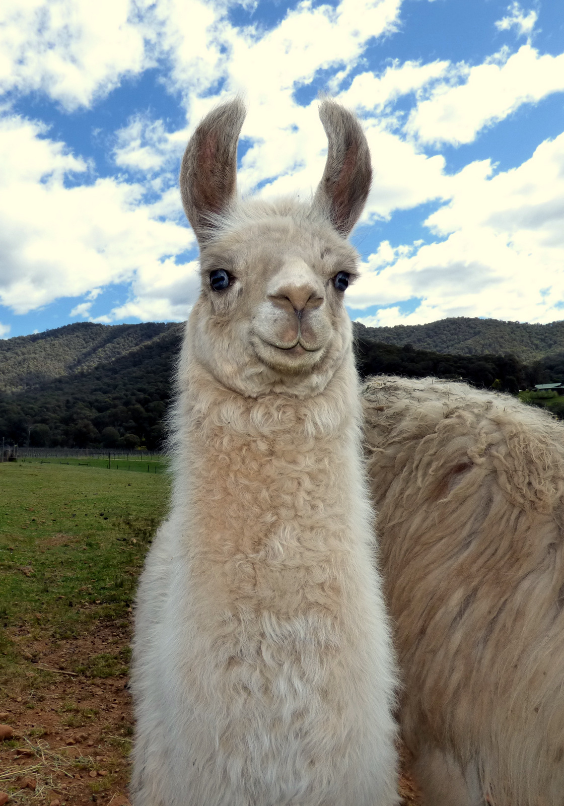 The Red Stag Restaurant-2468540