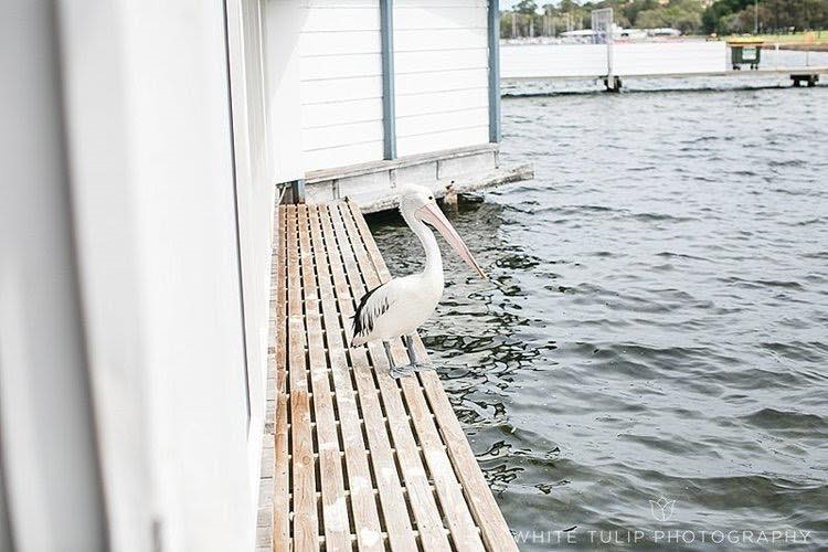 Acqua Viva On The Swan-1675642