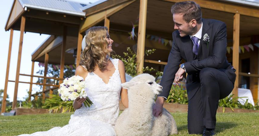 Starline Alpacas Farmstay Resort-1434447