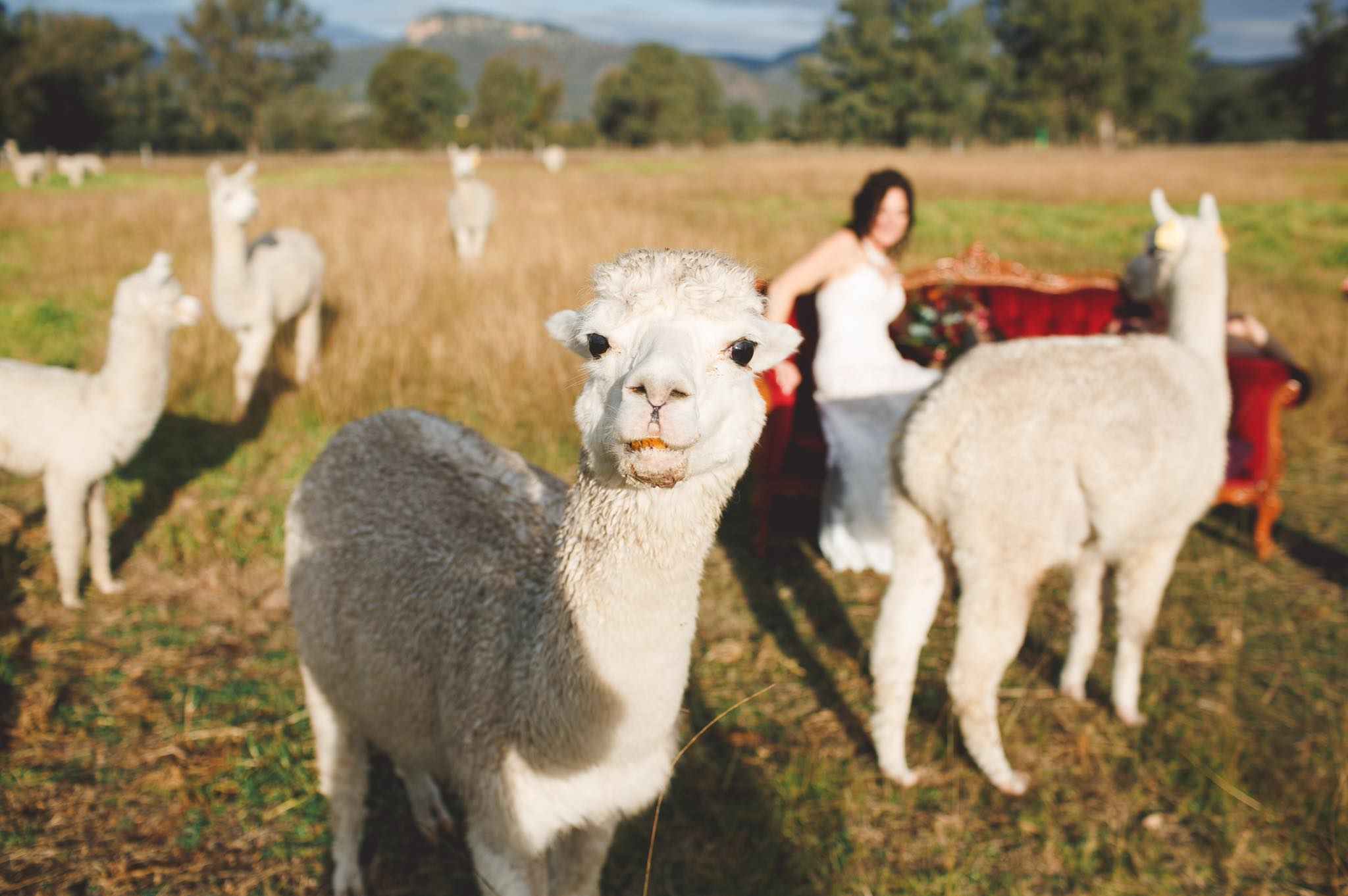 Starline Alpacas Farmstay Resort-1434459