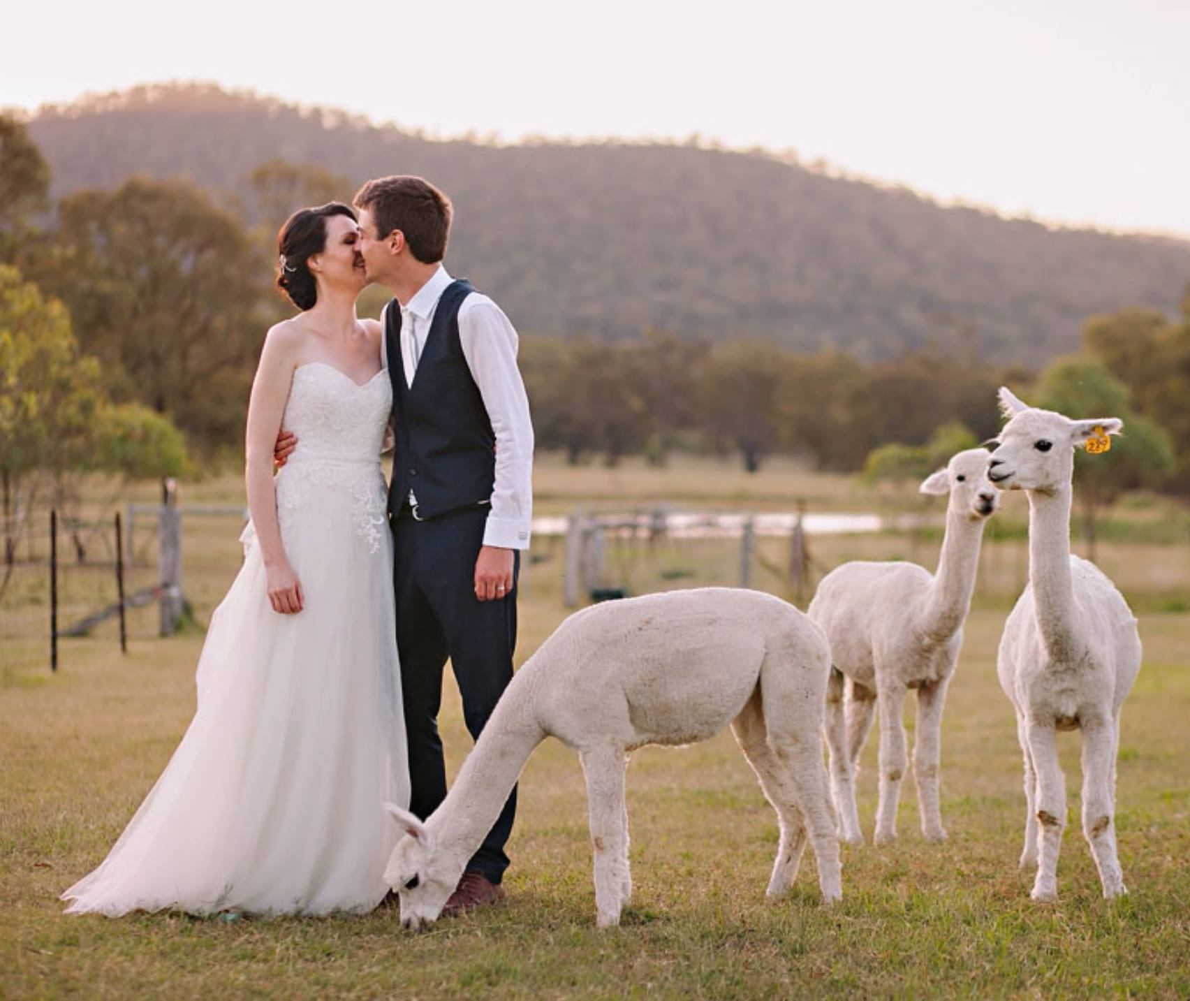 Starline Alpacas Farmstay Resort-1434495