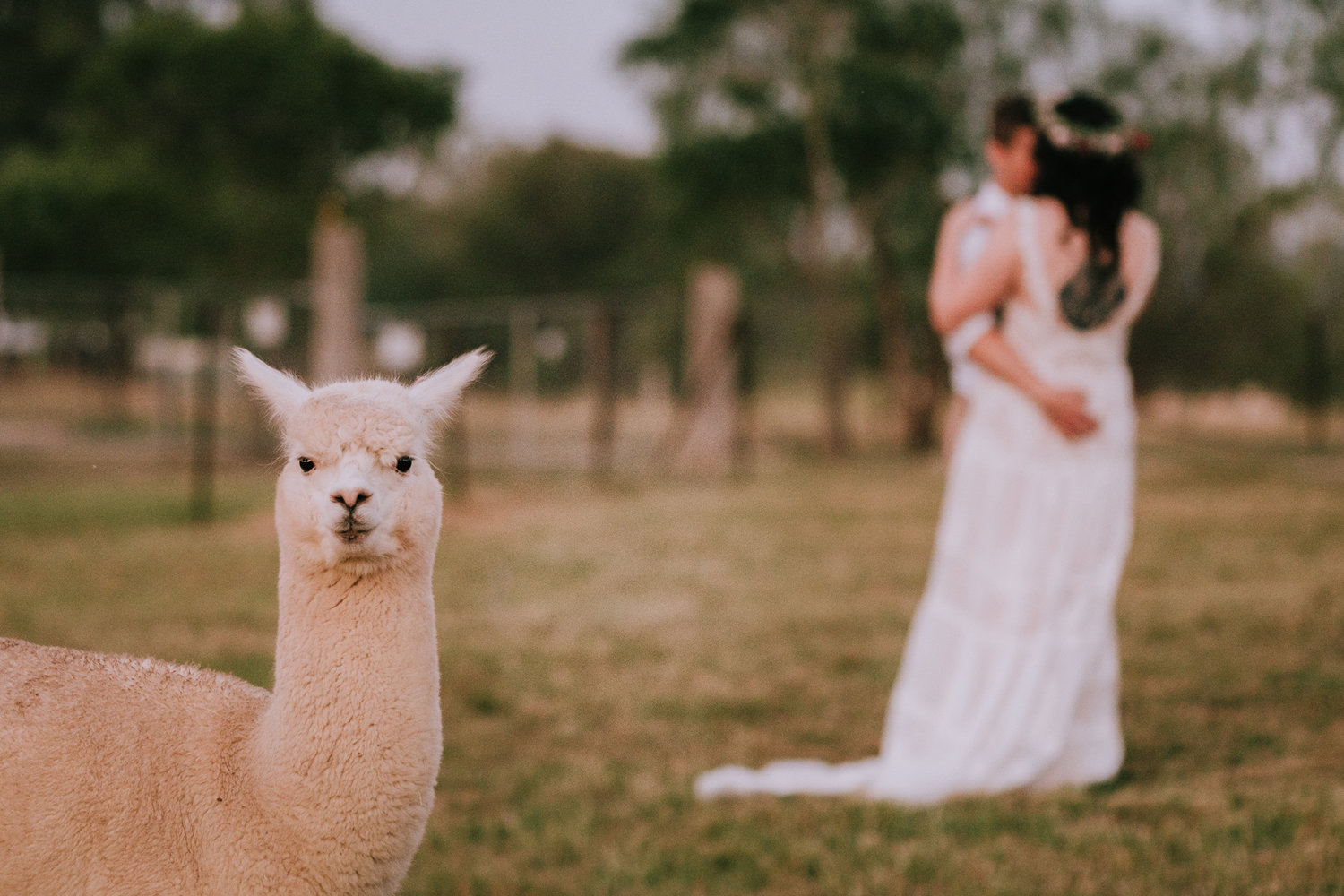 Starline Alpacas Farmstay Resort-1434709