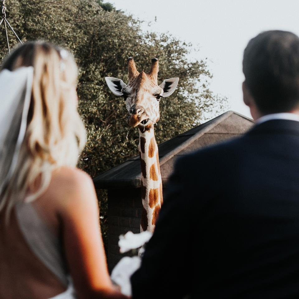 Taronga Zoo Weddings-1405192