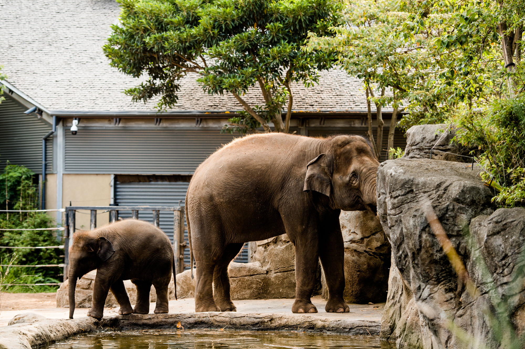 Taronga Zoo Weddings-1970715