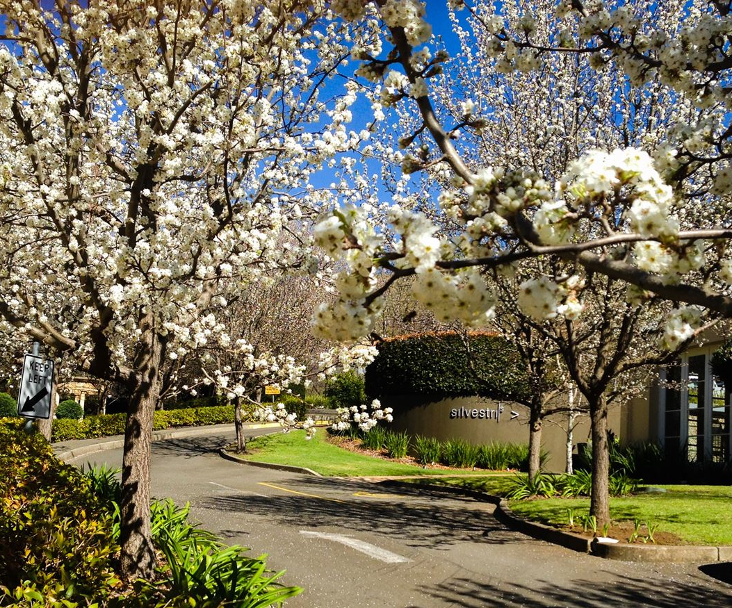 Silvestri's of Clarendon