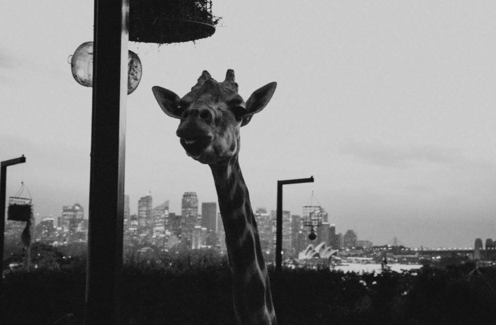 Epicure at Taronga Zoo-1935865