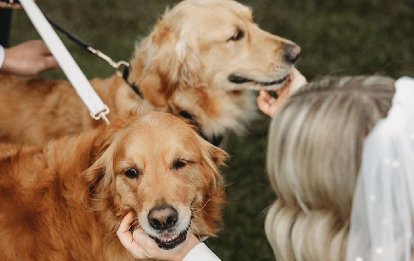 Silly Wagz Bridal Pups - Wedding Pet Chauffeur