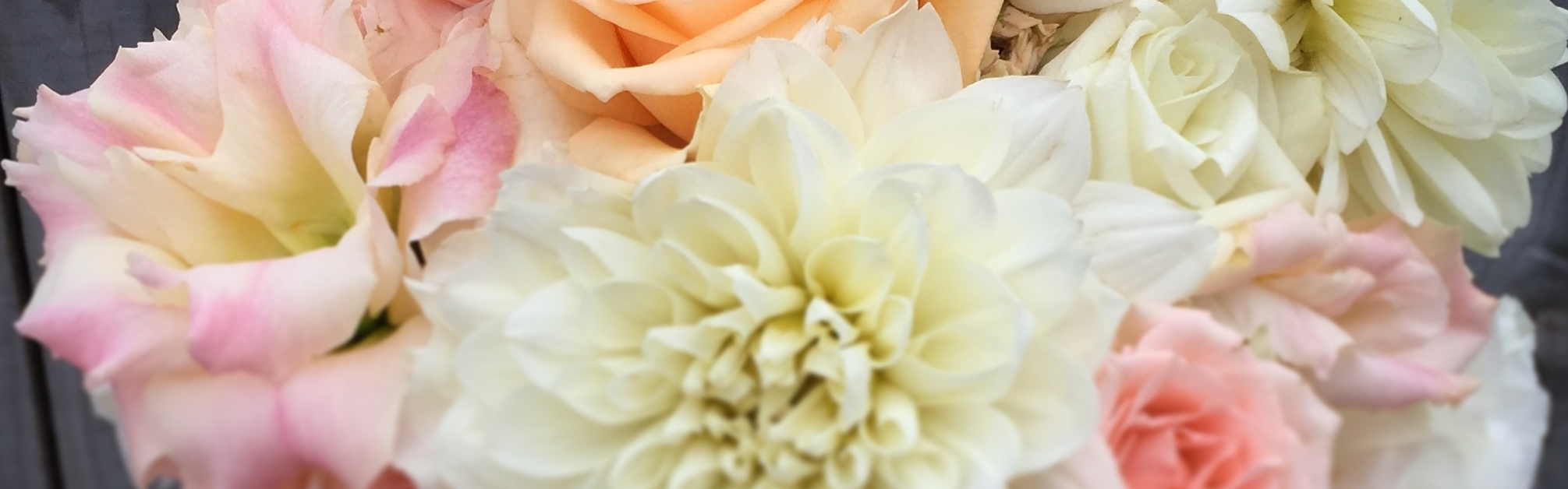03b93657-8ea0-434a-beec-ce2677defd65-Gelati Dahlia.jpg