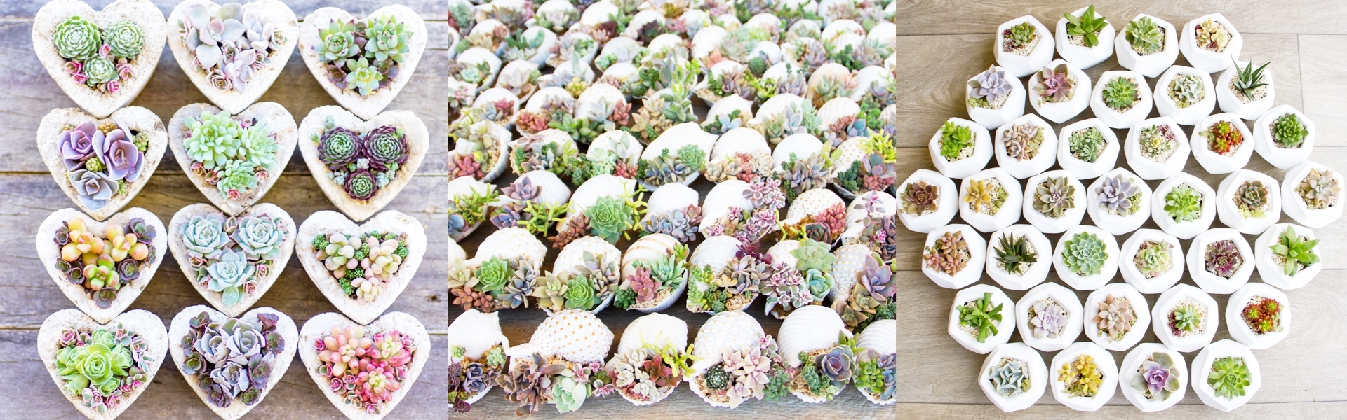 536073e7-402f-4982-af13-0ea7ff8144d8-Charming Succulents1.jpg