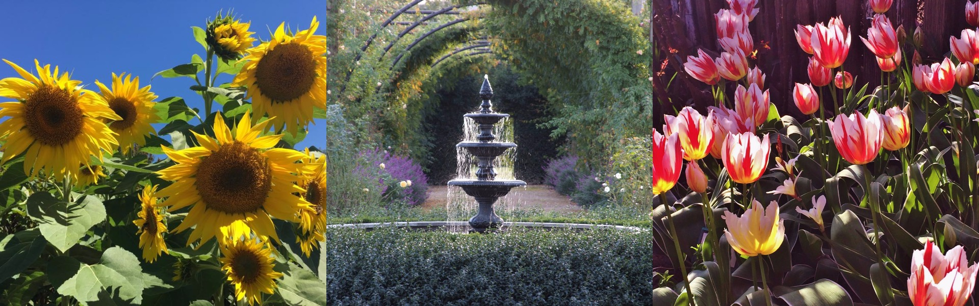 Alowyn Gardens Yarra Valley