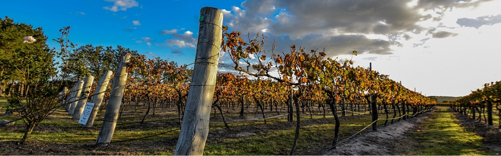Beautiful Winery