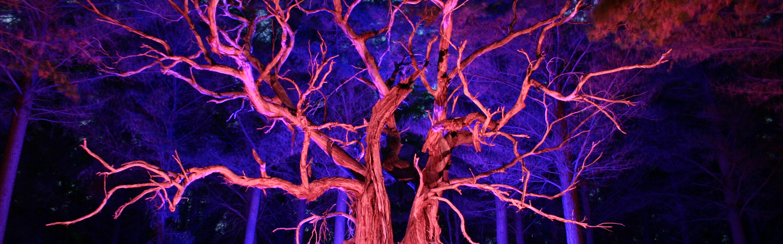 Burbrook Forest by Night