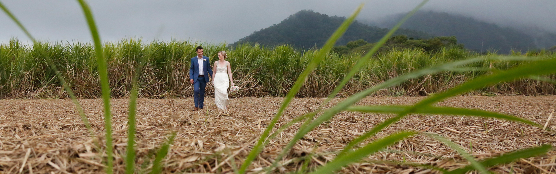 Cane Fields