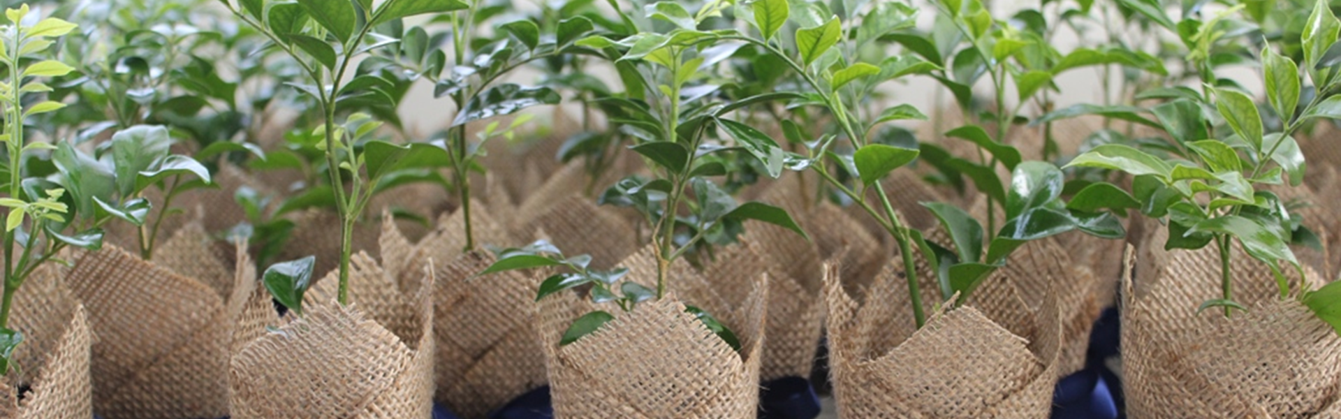 Jasmine Plant Bomboniere