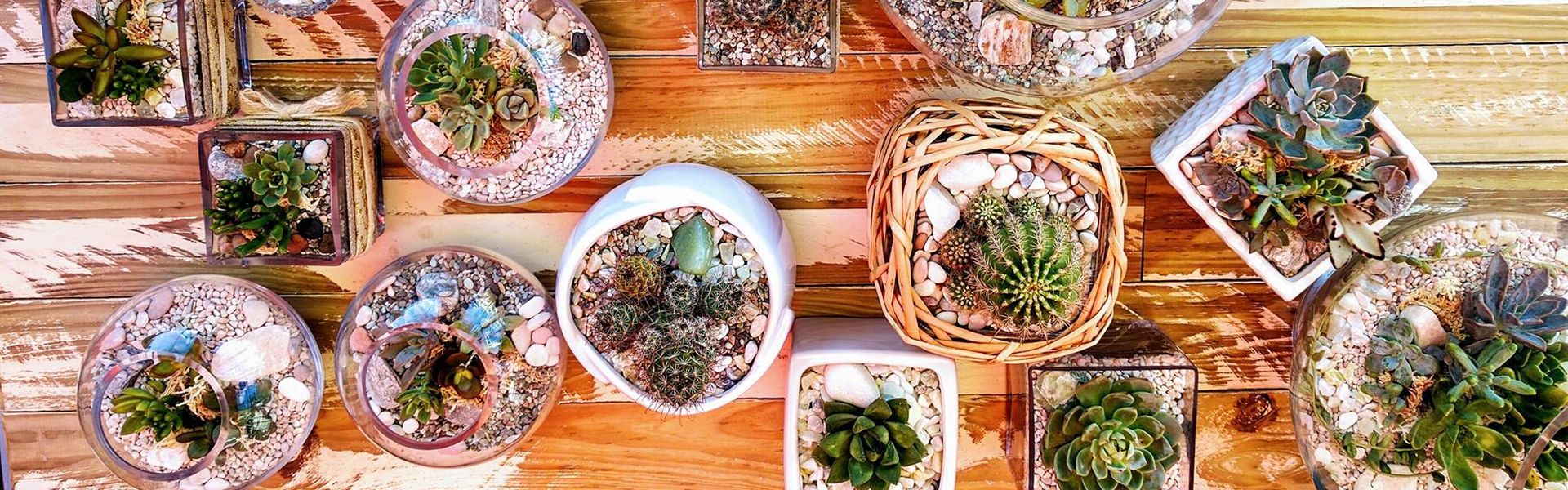 Succulent Bomboniere