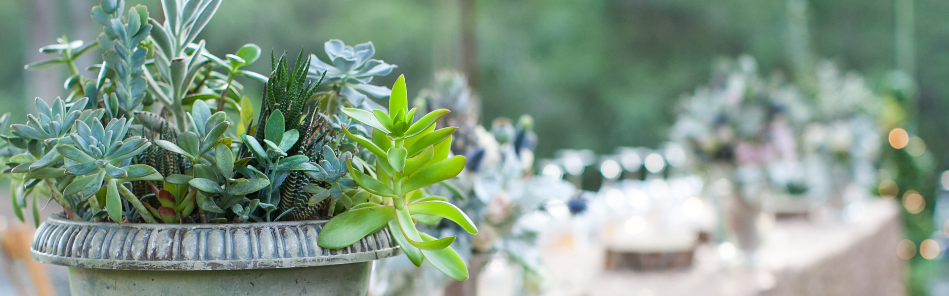 Succulent Urns 