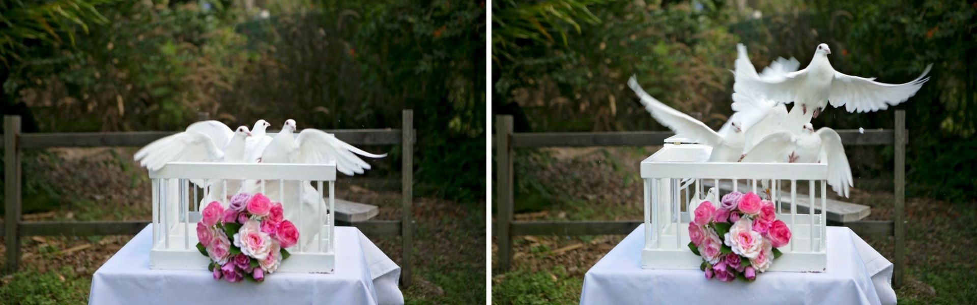 White Dove Ceremonies